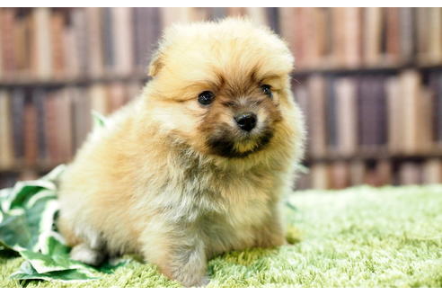 成約済の愛知県のポメチワ:ポメラニアン×チワワ-49724の1枚目