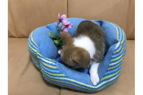 成約済の栃木県のウェルシュコーギーペンブローク-49726の2枚目