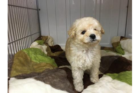 大阪府のトイプードル 男の子 2018 04 08生まれ クリーム 子犬id 49728 ブリーダーナビ