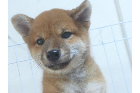 成約済の福岡県の柴犬-49743の5枚目