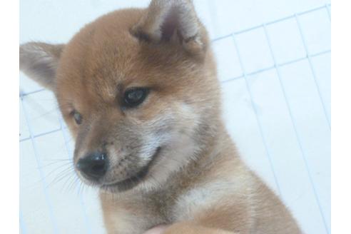 成約済の福岡県の柴犬-49743の3枚目