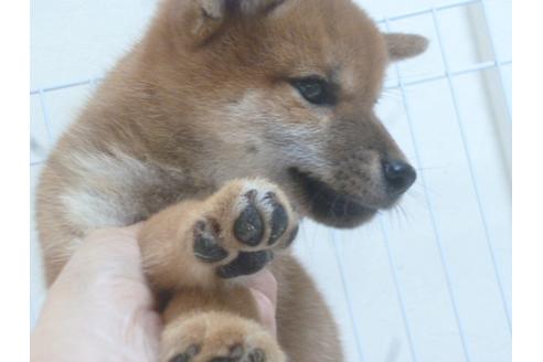 成約済の福岡県の柴犬-49743の4枚目