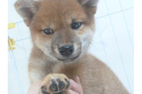 成約済の福岡県の柴犬-49743の2枚目