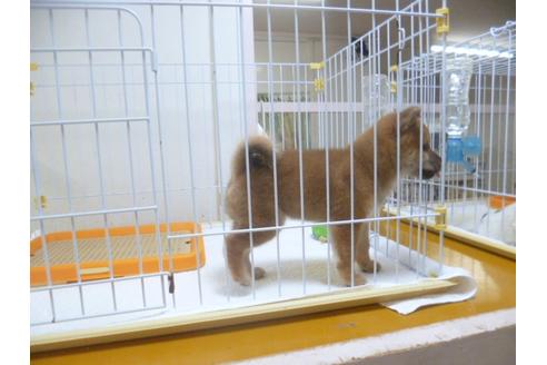 成約済の福岡県の柴犬-49743の1枚目