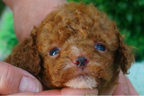 成約済の京都府のトイプードル-49364の3枚目