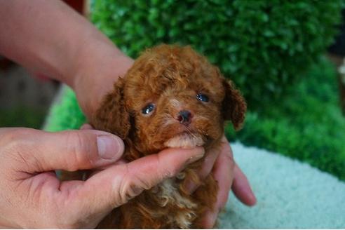 成約済の京都府のトイプードル-49364の1枚目