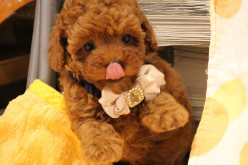 成約済の愛知県のトイプードル-47293の5枚目