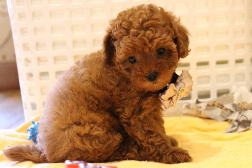 成約済の愛知県のトイプードル-47293の4枚目