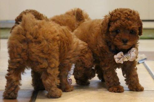 成約済の愛知県のトイプードル-47293の2枚目