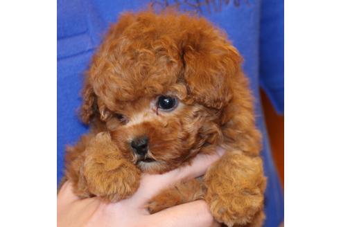 成約済の愛知県のトイプードル-47292の5枚目