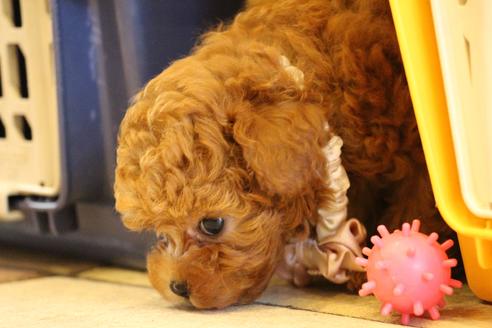 成約済の愛知県のトイプードル-47292の4枚目