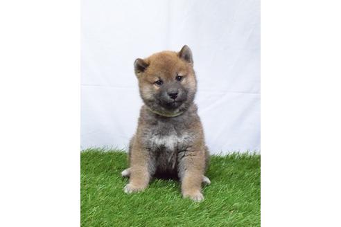 成約済の埼玉県の柴犬-49772の5枚目