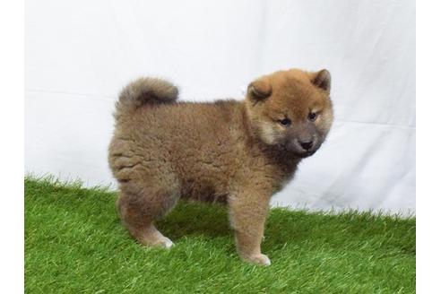 成約済の埼玉県の柴犬-49772の4枚目