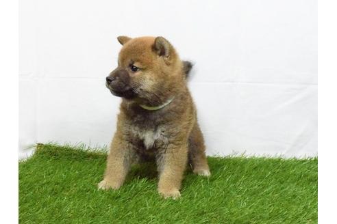 成約済の埼玉県の柴犬-49772の2枚目