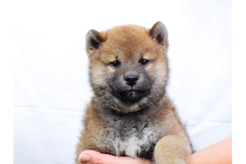成約済の埼玉県の柴犬-49772の1枚目