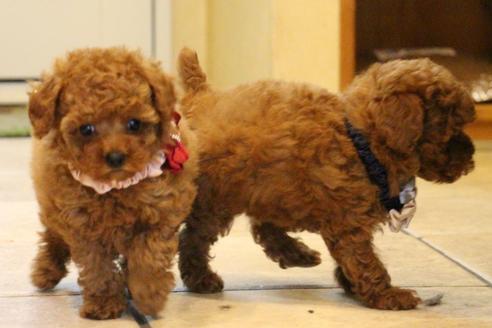 成約済の愛知県のトイプードル-47294の5枚目