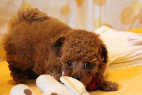 成約済の愛知県のトイプードル-47294の4枚目