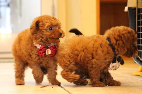 成約済の愛知県のトイプードル-47294の3枚目