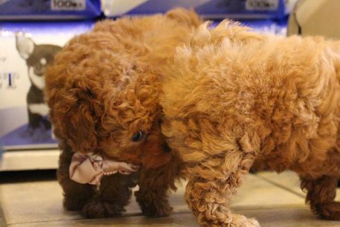 成約済の愛知県のトイプードル-47292の3枚目