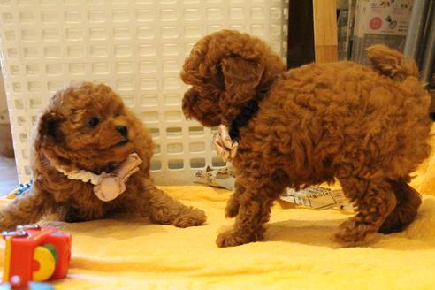 成約済の愛知県のトイプードル-47292の2枚目