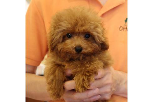 成約済の愛知県のティーカッププードル-45242の5枚目