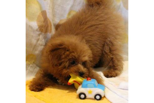 成約済の愛知県のティーカッププードル-45242の4枚目