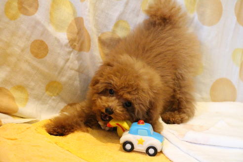 成約済の愛知県のティーカッププードル-45242の3枚目