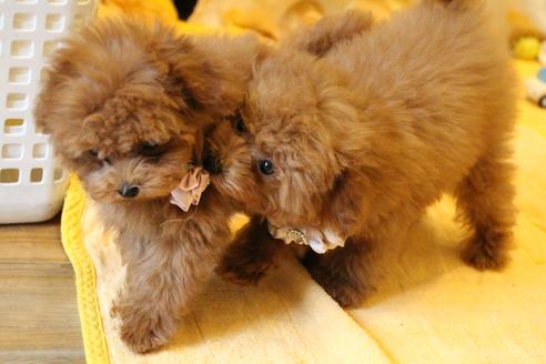 成約済の愛知県のティーカッププードル-45242の2枚目