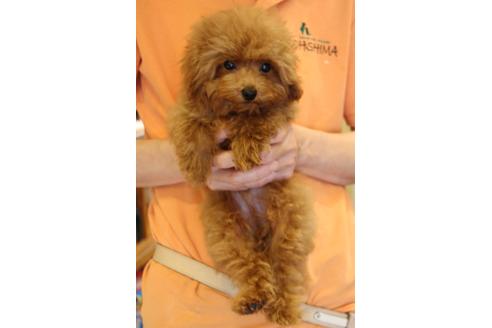 成約済の愛知県のティーカッププードル-45242の1枚目