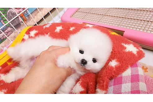 子犬