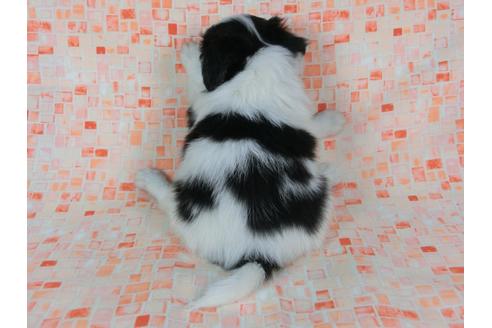 成約済の千葉県のパピヨン-49157の1枚目