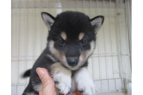 成約済の岡山県の柴犬-49849の2枚目