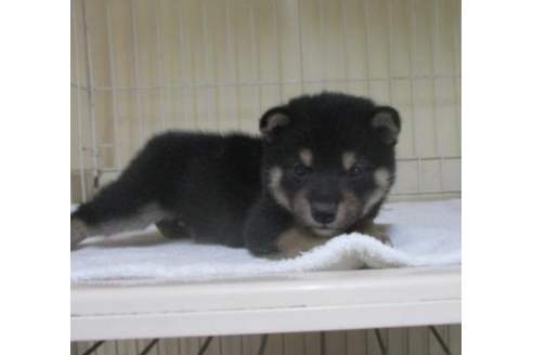 成約済の岡山県の柴犬-49852の2枚目