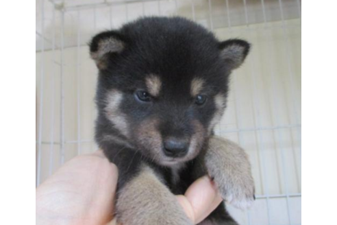 成約済の岡山県の柴犬-49852の1枚目