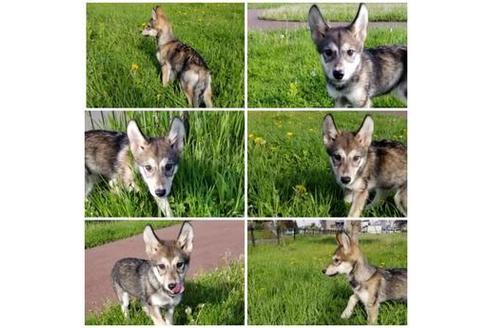 成約済の北海道のその他の犬種-45159