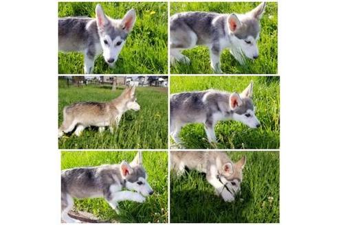 成約済の北海道のその他の犬種-45933