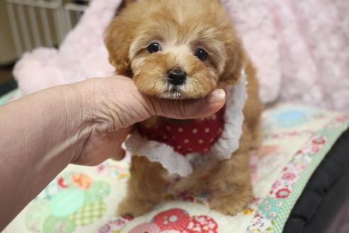 成約済の奈良県のトイプードル-49857の5枚目