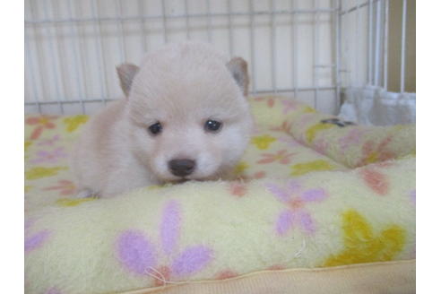 成約済の岡山県の豆柴-49867の2枚目