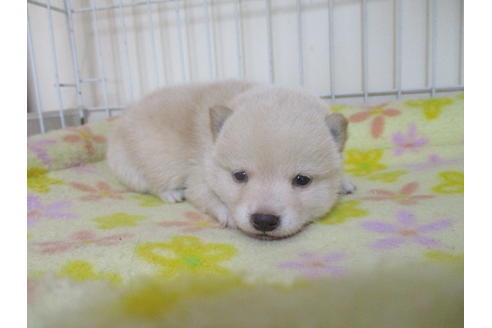 成約済の岡山県の豆柴-49867の1枚目