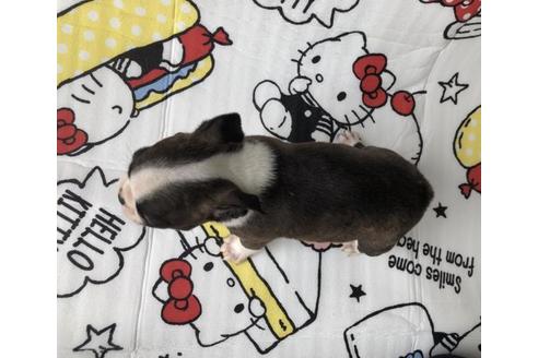 成約済の香川県のボストンテリア-49747の3枚目