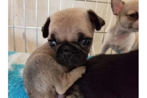 成約済の愛知県のパグ-49871の4枚目