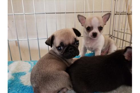 成約済の愛知県のパグ-49871の3枚目