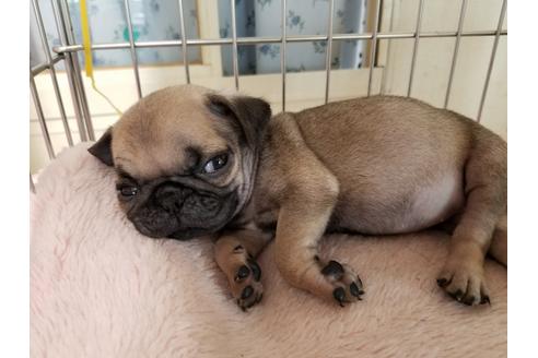 成約済の愛知県のパグ-49871の1枚目