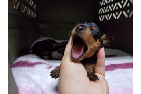 成約済の愛知県のミニチュアピンシャー(ミニピン)-49872の4枚目