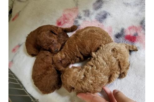 成約済の愛知県のトイプードル-49879の5枚目