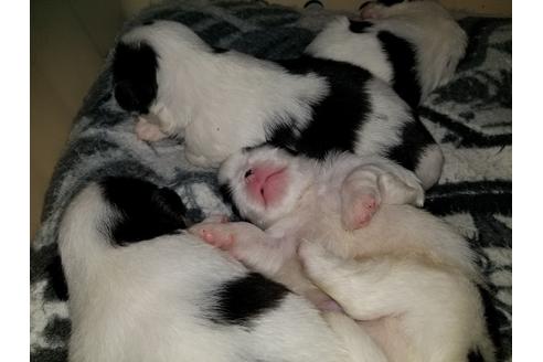 成約済の愛知県の狆 (チン)-49882の5枚目