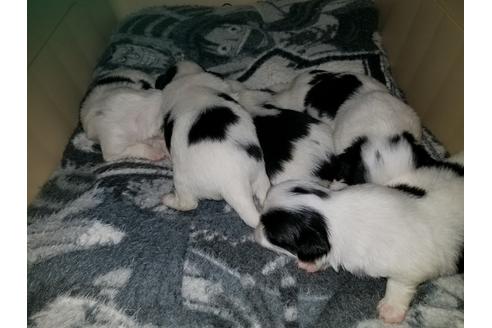 成約済の愛知県の狆 (チン)-49882の4枚目