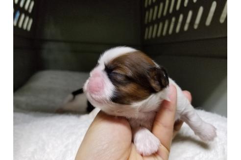 成約済の愛知県のシーズー-49884の2枚目