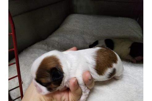 成約済の愛知県のシーズー-49884の1枚目