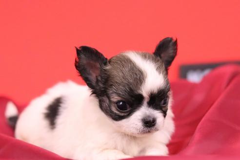 成約済の愛知県のチワワ(ロングコート)-48679の3枚目